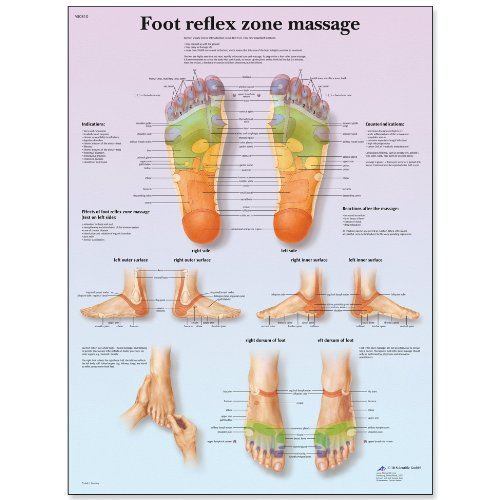 3B Scientific Laminated Paper Foot Reflex Zone Massage Anatomical Chart