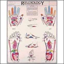 Anatomical Chart Company Reflexology Chart